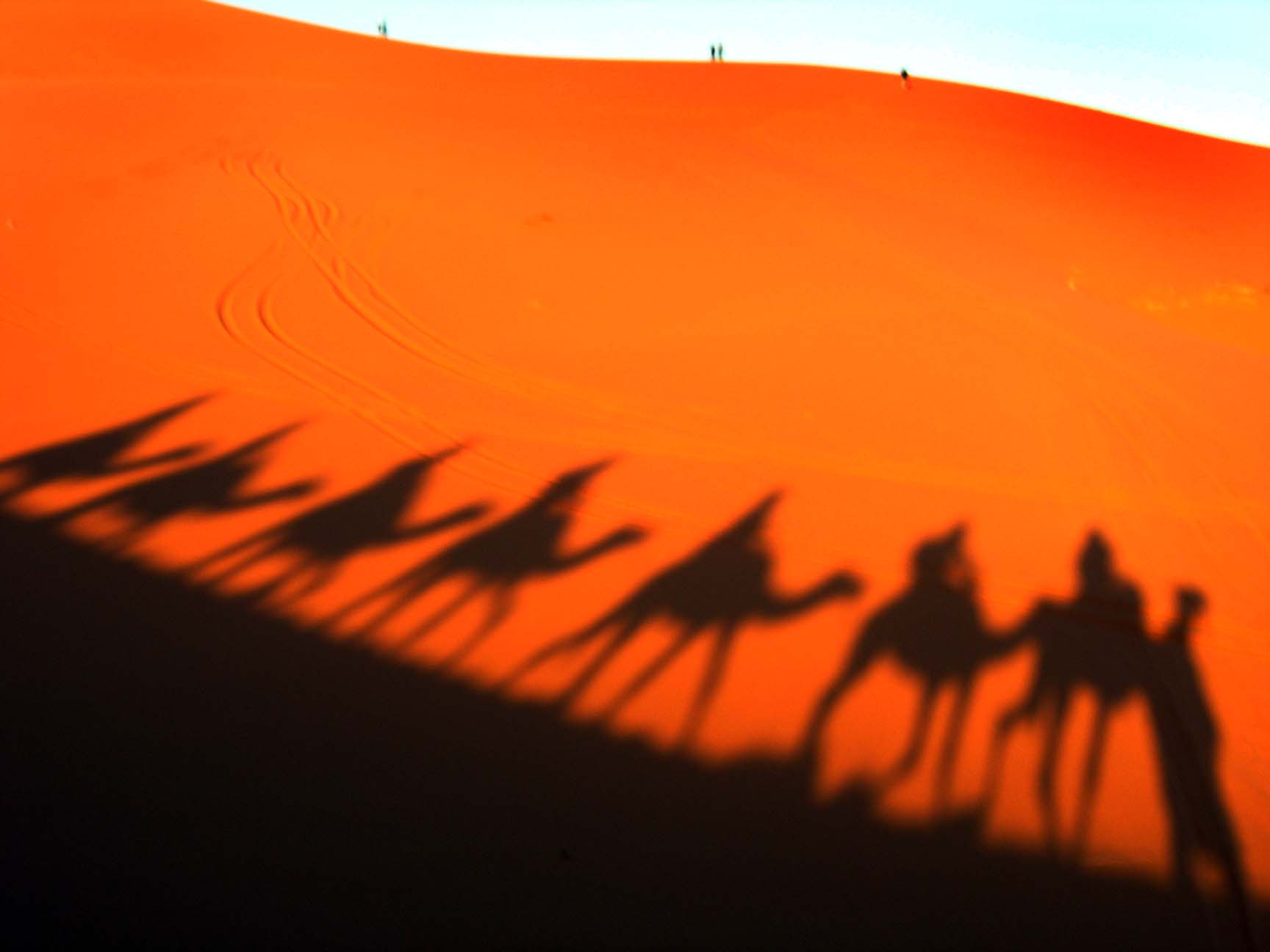 camels-at-sunrise